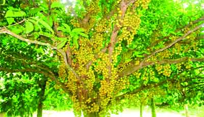 নরসিংদীতে লটকান চাষে কৃষকের সাফল্য