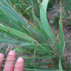 বার্লির লিফ ব্লচ রোগ