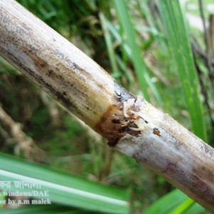 আখের কান্ডের মাজরা পোকা