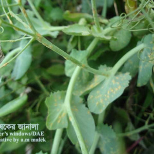 মটরশুঁটির লাল মরিচা রোগ