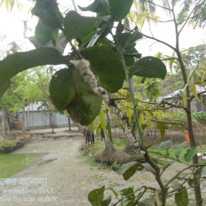 লেবুর কুশন স্কেল পোকা