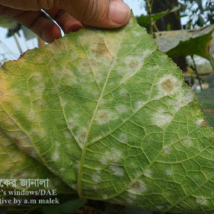 মিষ্টি কুমড়ার পাউডারী মিলডিউ রোগ