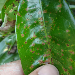 লিচুর পাতার দাগ রোগ