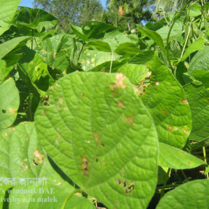 শিমের পাতার দাগরোগ