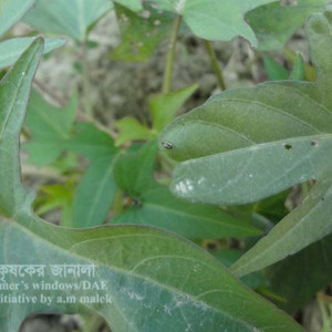 মিষ্টি আলুর ফ্লি বিটল পোকা