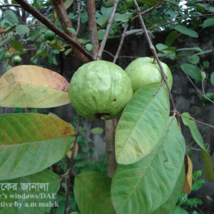 পেয়ারার মাছি পোকা