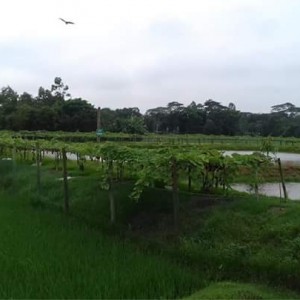 পুকুরপাড়ে সবজি চাষ