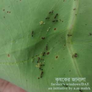 মূখীকচুর জাব পোকা